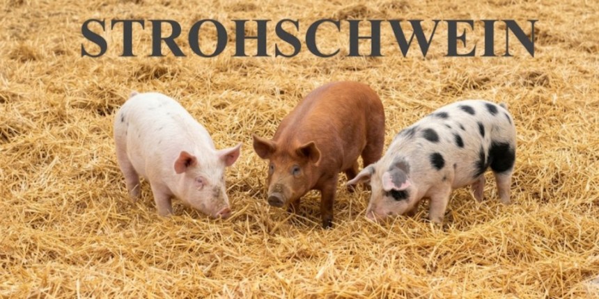 Schweine aus Strohhaltung
