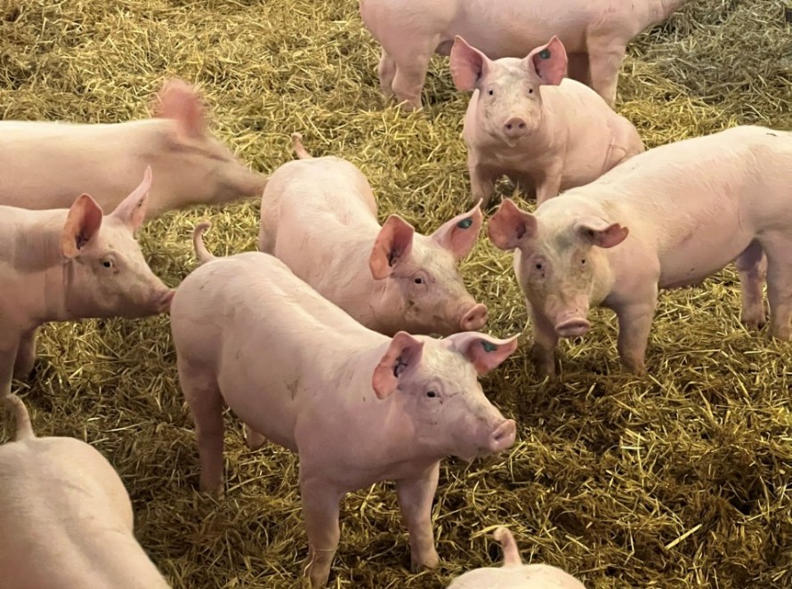 Ausschließlich Schweine in Strohhaltung aus der Region