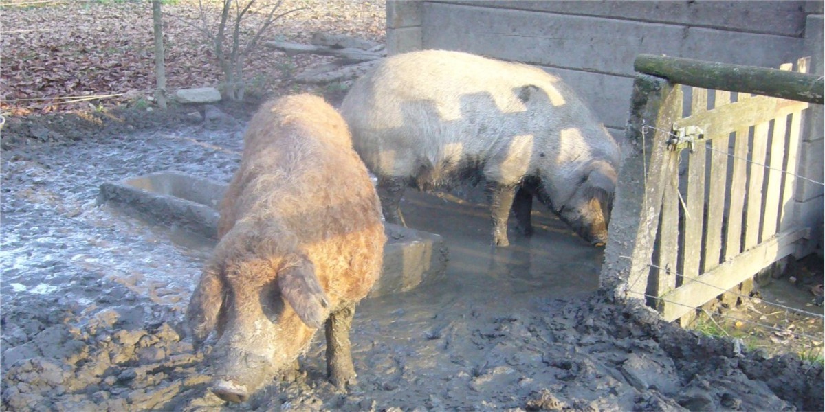 Besondere Schweinerassen