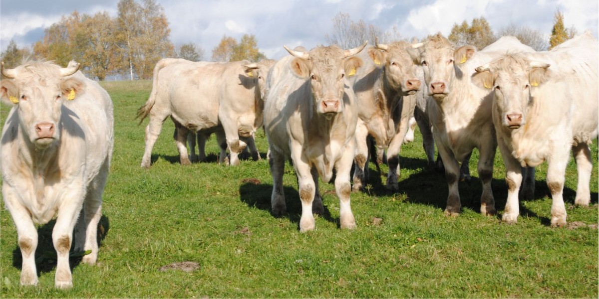 Fränkisches Weiderind Fränkisches Weiderind
