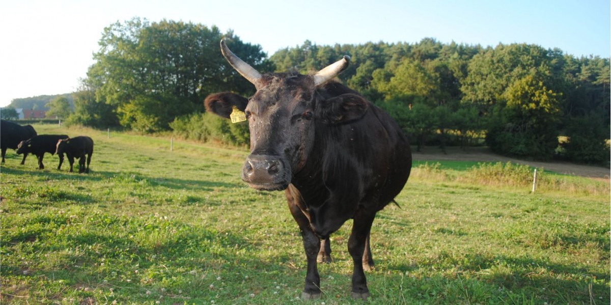 Jura Wagyu