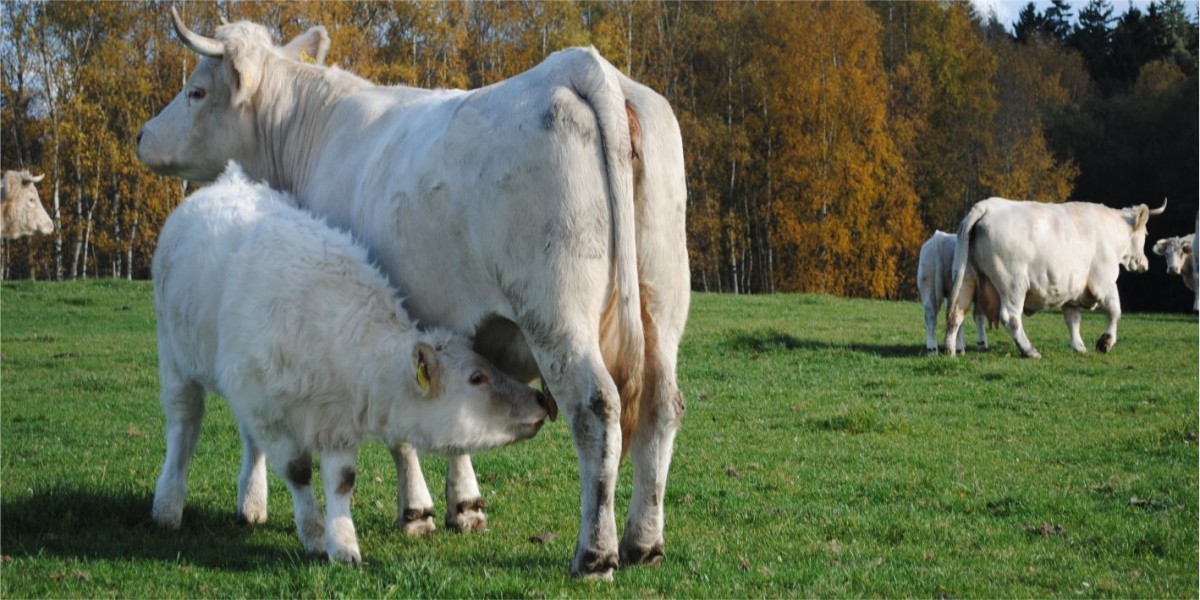 Kalbfleisch vom Frankenwald Weidekalb