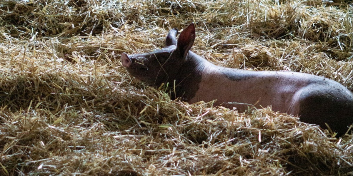 Schwein aus Strohhaltung